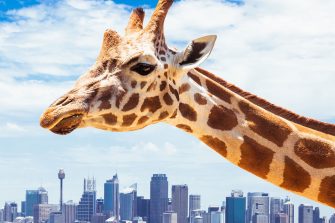 Giraffe at Taronga Zoo, Sydney looks towards the financial district. Australia.