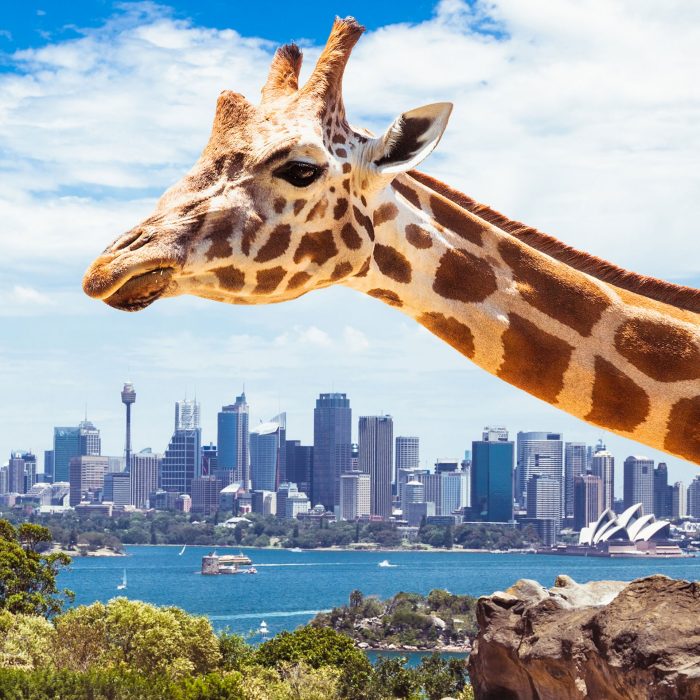 Giraffe at Taronga Zoo, Sydney looks towards the financial district. Australia.