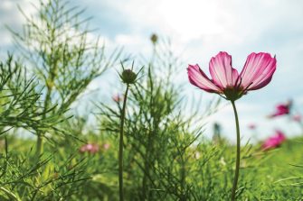 In The Know - Let your potential bloom with the twenty-second edition of In The Know