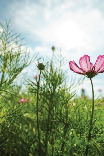 In The Know - Let your potential bloom with the twenty-second edition of In The Know