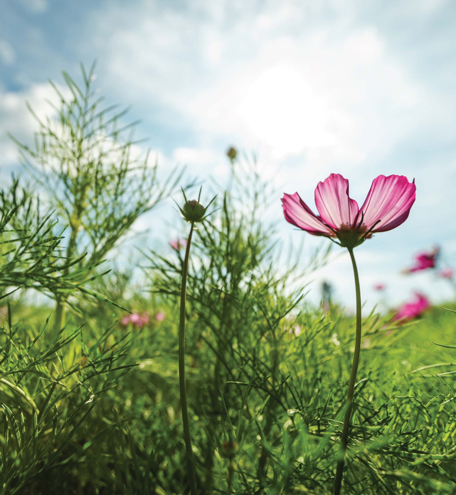 In The Know - Let your potential bloom with the twenty-second edition of In The Know