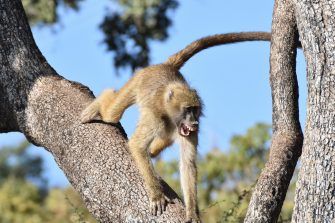 Female chacma baboon screaming in Chobe National Park, Botswana